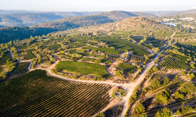 Roma e Israele insieme nel segno dell’eccellenza vitivinicola