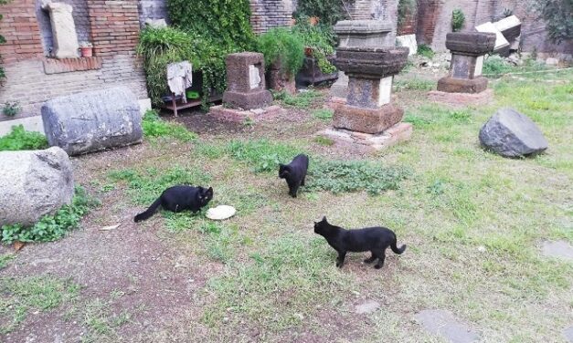 Roma Capitale va in aiuto dei gatti di Roma