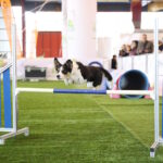 Oggi si apre a Roma Quattrozampeinfiera