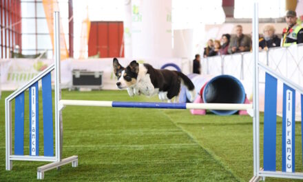 Oggi si apre a Roma Quattrozampeinfiera