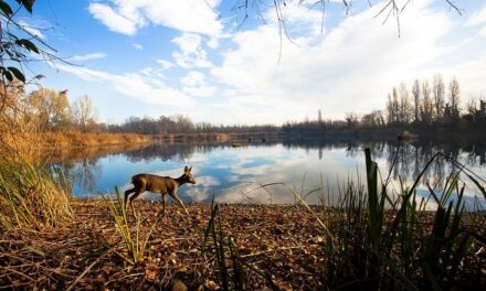 Italo e WWf insieme per la natura